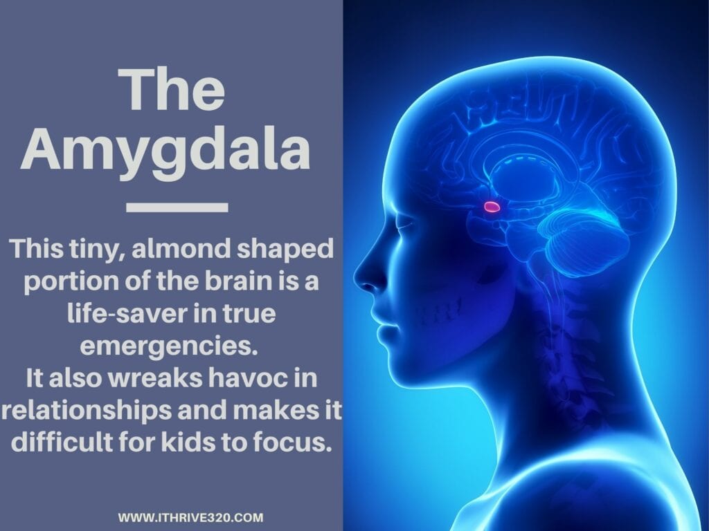 The Amygdala and childhood stress